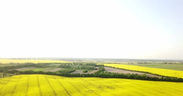Endless rapeseed field fron the bird eye view. Rape field. Yellow rapeseed fields and blue sky with clouds in sunny weather. Agriculture. — Stock Video