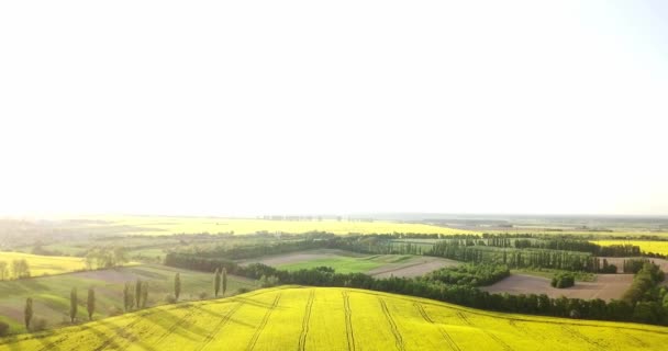 Végtelen Repce field sza a madár-eye kilátás. Repce field. Sárga repce mezők és a kék ég, a felhők, napsütéses időben. Mezőgazdaság. — Stock videók