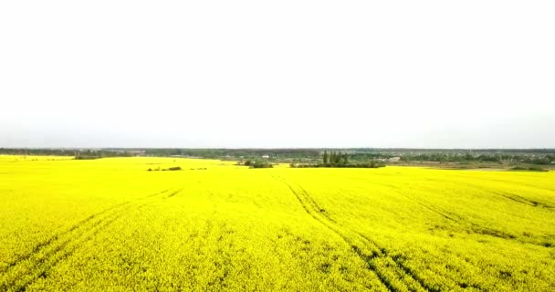 Campo de colza infinito fron a visão do olho do pássaro. Campo de violação. Campos de colza amarelos e céu azul com nuvens em tempo ensolarado. Agricultura . — Vídeo de Stock