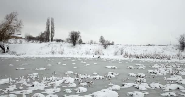 Der zugefrorene Teich ist mit Schnee bedeckt und die Pflanzen sind mit Schnee bedeckt. Winterlandschaft. — Stockvideo