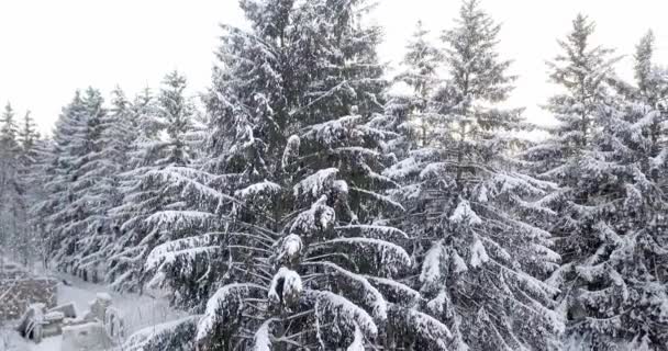 雪に覆われた森の空撮は、雪で覆われました。冷凍雪モミや松の木の森の上空を飛ぶ。冬の季節にこんもりとした森。冬の oniferous フォレスト. — ストック動画