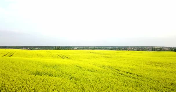 Endless rapeseed field fron the bird eye view. Rape field. Yellow rapeseed fields and blue sky with clouds in sunny weather. Agriculture. — Stock Video