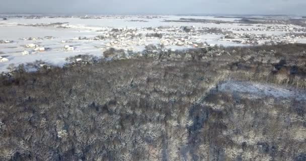 Vue aérienne sur une forêt enneigée couverte de neige à proximité de bâtiments de campagne. Survolez la forêt gelée de sapins neigeux et de pins. Forêt épaisse en hiver. forêt de conifères en hiver . — Video