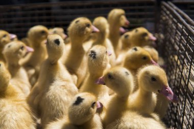Sarı ördek net satışa adil bir metal bir kutuda. Kuluçka makinesi ducklings Satılık. Tarım. Tarım.