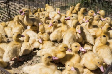 Sarı ördek net satışa adil bir metal bir kutuda. Kuluçka makinesi ducklings Satılık. Tarım. Tarım.