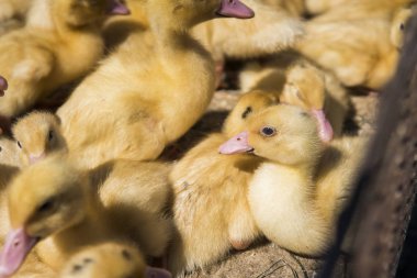 Sarı ördek net satışa adil bir metal bir kutuda. Kuluçka makinesi ducklings Satılık. Tarım. Tarım.