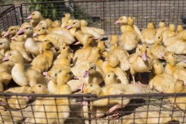 Sarı ördek net satışa adil bir metal bir kutuda. Kuluçka makinesi ducklings Satılık. Tarım. Tarım.