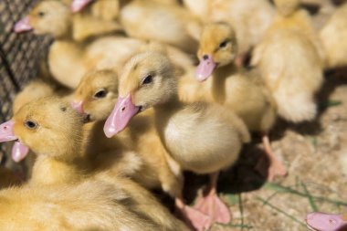 Sarı ördek net satışa adil bir metal bir kutuda. Kuluçka makinesi ducklings Satılık. Tarım. Tarım.