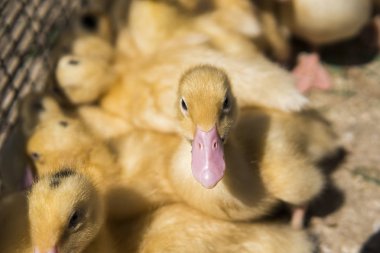 Sarı ördek net satışa adil bir metal bir kutuda. Kuluçka makinesi ducklings Satılık. Tarım. Tarım.