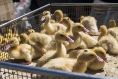 Sarı ördek net satışa adil bir metal bir kutuda. Kuluçka makinesi ducklings Satılık. Tarım. Tarım.