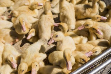 Sarı ördek net satışa adil bir metal bir kutuda. Kuluçka makinesi ducklings Satılık. Tarım. Tarım.