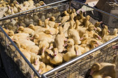 Sarı ördek net satışa adil bir metal bir kutuda. Kuluçka makinesi ducklings Satılık. Tarım. Tarım.