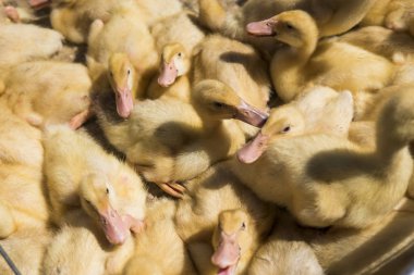 Sarı ördek net satışa adil bir metal bir kutuda. Kuluçka makinesi ducklings Satılık. Tarım. Tarım.