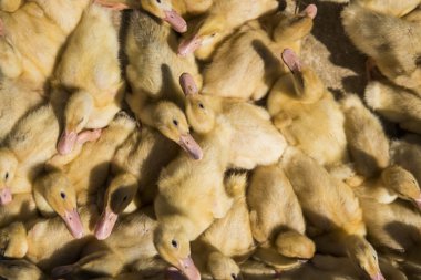 Sarı ördek net satışa adil bir metal bir kutuda. Kuluçka makinesi ducklings Satılık. Tarım. Tarım.