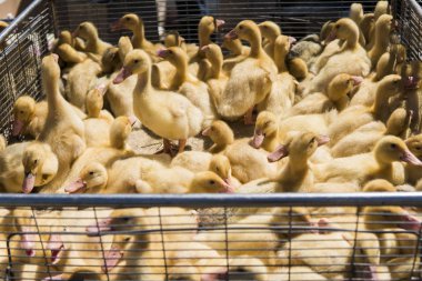 Sarı ördek net satışa adil bir metal bir kutuda. Kuluçka makinesi ducklings Satılık. Tarım. Tarım.