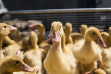 Sarı ördek net satışa adil bir metal bir kutuda. Kuluçka makinesi ducklings Satılık. Tarım. Tarım.