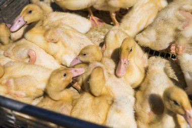 Sarı ördek net satışa adil bir metal bir kutuda. Kuluçka makinesi ducklings Satılık. Tarım. Tarım.