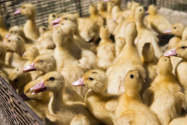 Yellow duck in a box from metal net for sale on a fair. Incubator ducklings for sale. Agriculture. Farming.