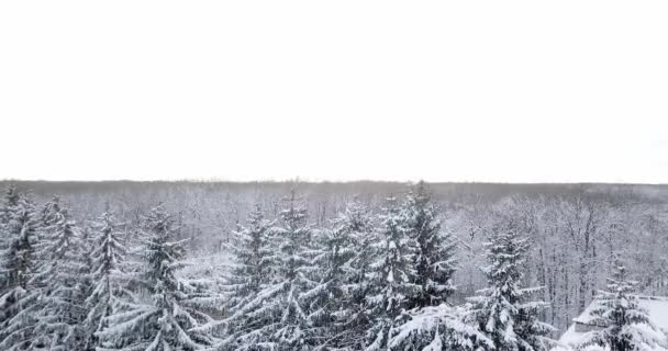 눈 덮인 숲을 통해 공중 보기는 눈으로 덮여. 얼어붙은 눈 전나무와 소나무 나무 숲 비행. 겨울에 두꺼운 숲입니다. 겨울에 있는 oniferous 숲. — 비디오