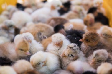 Bebek tavuk, küçük ve çok güzel sarı civciv adil bir satışa plastik kafes kutusuna yerleştirilir. Kuluçka tavuk Satılık. Tarım. Tarım.