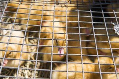 Sarı ördek net satışa adil bir metal bir kutuda. Kuluçka makinesi ducklings Satılık. Tarım. Tarım.