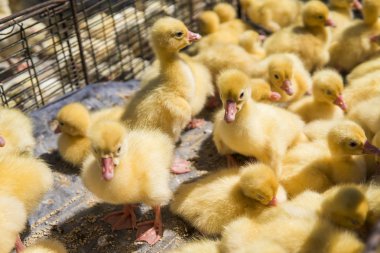 Sarı ördek net satışa adil bir metal bir kutuda. Kuluçka makinesi ducklings Satılık. Tarım. Tarım.