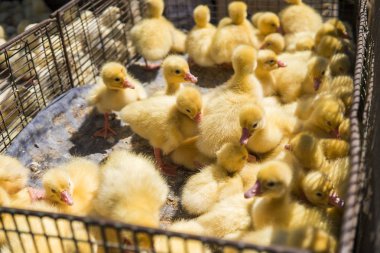 Sarı ördek net satışa adil bir metal bir kutuda. Kuluçka makinesi ducklings Satılık. Tarım. Tarım.