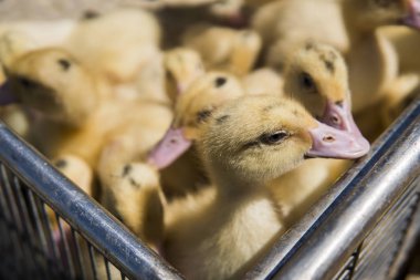Sarı ördek net satışa adil bir metal bir kutuda. Kuluçka makinesi ducklings Satılık. Tarım. Tarım.