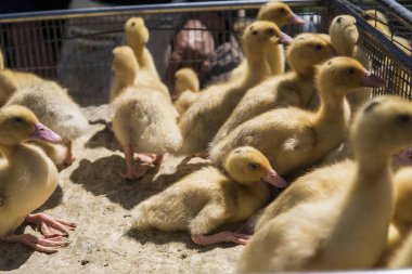 Sarı ördek net satışa adil bir metal bir kutuda. Kuluçka makinesi ducklings Satılık. Tarım. Tarım.