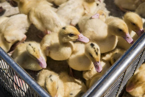 Sarı ördek net satışa adil bir metal bir kutuda. Kuluçka makinesi ducklings Satılık. Tarım. Tarım.