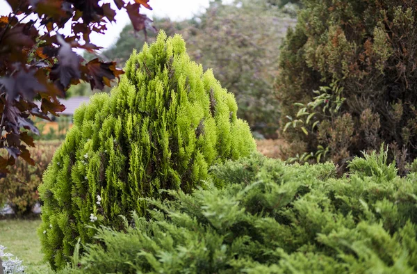 Green hedge of thuja trees. Green hedge of the tui tree. Nature, background. — Stock Photo, Image