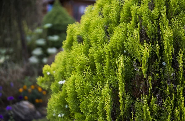 Green hedge of thuja trees. Green hedge of the tui tree. Nature, background. — Stock Photo, Image