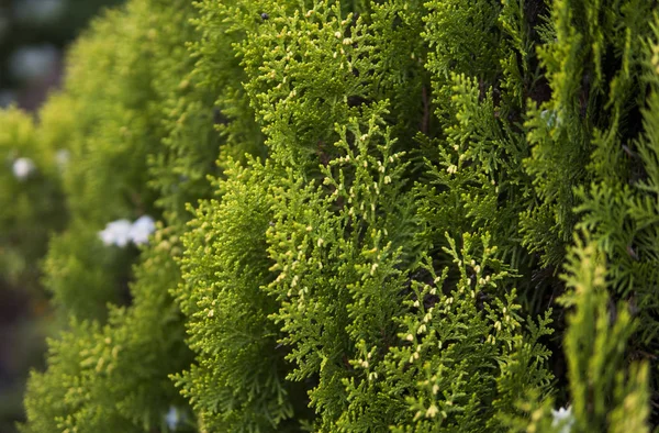 Green hedge of thuja trees. Green hedge of the tui tree. Nature, background. — Stock Photo, Image