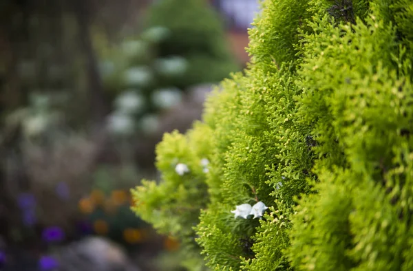 Gröna häcken av thuja träd. Gröna häcken i trädet tui. Natur, bakgrund. — Stockfoto