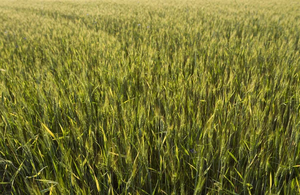 Hojas de trigo verde joven en unos hermosos campos de grano con un cielo nublado en una puesta de sol. Trigo maduro de espigas. Agricultura. Cultivo de un producto natural . — Foto de Stock