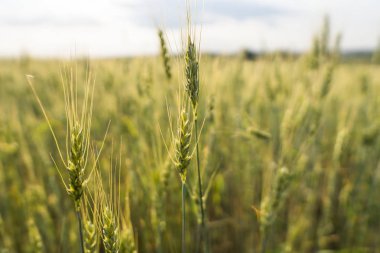 Güzel bir alan üzerinde genç yeşil buğday kulaklara kapatın. Olgunlaşma kulakları buğday. Tarım. Doğal ürün.