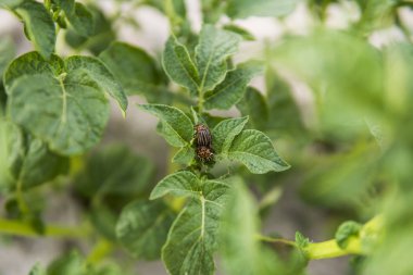 Colorado böceği patates Bush bahçede bir sayfada. Tehlikeli bir zararlı Tarım için. Makro.