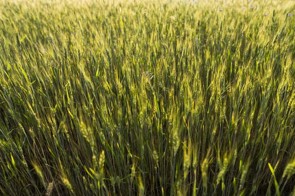 Le spighe di grano verdi giovani su bei campi di grano. Stagionatura del grano. Agricoltura. Crescere un prodotto naturale . — Foto Stock