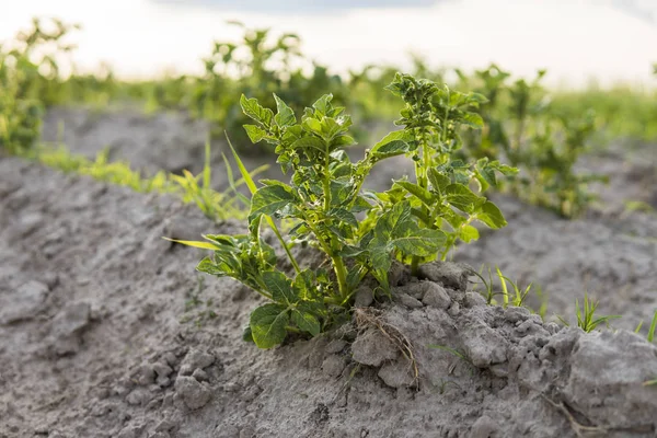Junge Kartoffel auf Bodendecker. Pflanzen aus nächster Nähe. die grünen Triebe junger Kartoffelpflanzen, die im Frühjahr aus dem Lehm sprießen. — Stockfoto