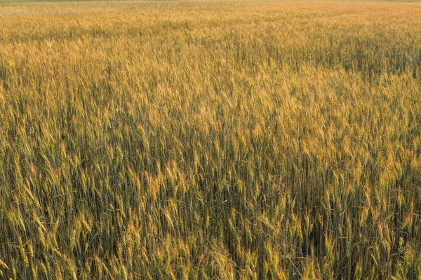 Las espigas amarillas y verdes jóvenes de trigo en el campo. Trigo maduro de espigas. Agricultura. Producto natural . — Foto de Stock