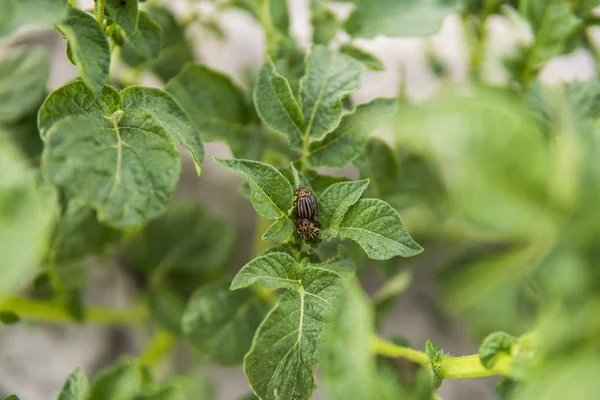 Kolorado-Käfer auf einer Kartoffelstaude im Garten. ein gefährlicher Schädling für die Landwirtschaft. Makro. — Stockfoto
