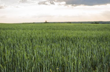 Günbatımı bir gökyüzü ile genç yeşil arpa alan tarım. Doğal ürün. Agricaltural peyzaj.