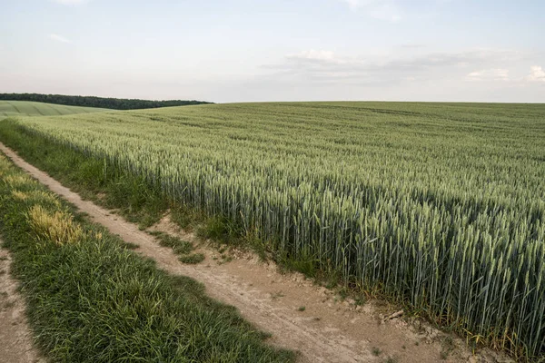 Mladá Zelená pšenice uši na Krásná louka s večerním západu slunce na obloze. Zrání uši pšenice. Zemědělství. Přírodní produkt. — Stock fotografie