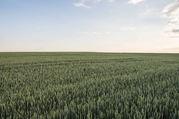 Mladé zelené pšenice pole s večerním západu slunce na obloze. Zrání uši pšenice. Zemědělství. Přírodní produkt. Zemědělských krajina. — Stock fotografie