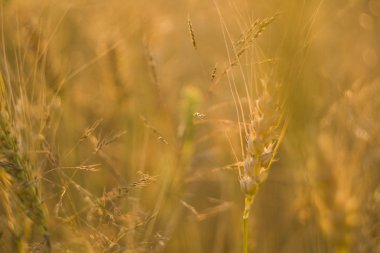 Tarlada sarı buğday kulakları. Olgun kulaklı buğday. Tarım. Doğal ürün..