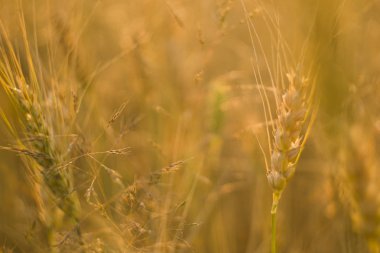 Tarlada sarı buğday kulakları. Olgun kulaklı buğday. Tarım. Doğal ürün..