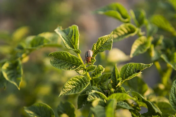 Kolorado-Käfer auf einer Kartoffelstaude im Garten. ein gefährlicher Schädling für die Landwirtschaft. Makro. — Stockfoto