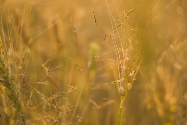 Pere di grano gialle su un campo. Stagionatura del grano. Agricoltura. Prodotto naturale. — Foto Stock