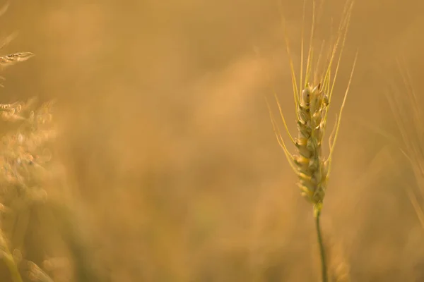 Żółta pszenica uszy na polu. Dojrzewające kłosy pszenicy. Rolnictwa. Produkt naturalny. — Zdjęcie stockowe