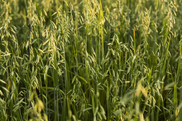 Zamknąć na uszy zielonego owsa, pszenicy, rosnące w polu w słoneczny dzień. Rolnictwa. Charakter produktu. — Zdjęcie stockowe